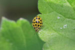 Zweiundzwanzigpunkt - Marienkäfer, Psyllobora vigintiduopunctata