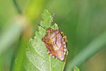 Purpur-Fruchtwanze, Carpocoris purpureipennis