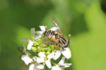 Gemeine Sumpfschwebfliege, Helophilus pendulus