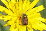 Seidiger Fallkäfer, Cryptocephalus sericeus