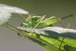 Grünes Heupferd, weibl., Tettigonia viridissima