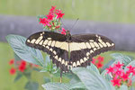 Könispage, Papilio thoas