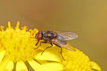 Blumenfliege, männl., Anthomyiidae sp.