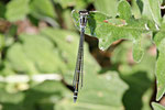 Hufeisen-Azurjungfer, Coenagrion puella