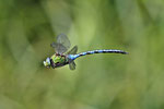 Große Königslibelle, Anax imperator