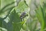 Grüner Scheinbockkäfer, männl., Oedemera nobilis