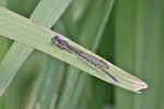 Winterlibelle, Sympecma fusca