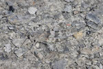 Blauflügelige Sandschrecke, Sphingonotus caerulans