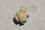 Erdkröte, Bufo bufo