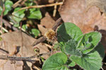 Großer Wollschweber, Bombylius major