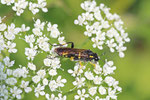 Bergblattwespe, weibl., Macrophya montana