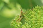 Lauchschrecke, Larve, Mecostethus parapleurus