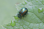 Blattkäfer, Chrysomelidae sp.