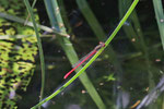 Späte Adonislibelle, Ceriagrion tenellum