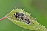 Sandbiene, Andrena sp.