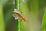 Blattwespe, Tenthredopsis sp.