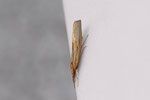 Zünsler, Agriphila tristella