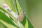 Kratzdistelrüssler, Larinus turbinatus