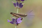Brauner Grashüpfer, Chorthippus brunneus