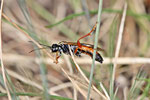 Blattwespe, Tenthredopsis stigma