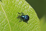 Rebenstecher, Byctiscus betulae