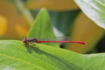 Späte Adonislibelle, Ceriagrion tenellum