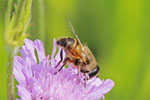 Mistbiene, weibl., Eristalis tenax