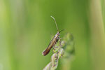 Sackträgermotte, Coleophora sp.