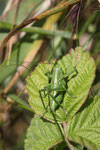 Grünes Heupferd, Larve, Tettigonia viridissima