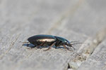Acker-Glanzflachläufer, Agonum muelleri