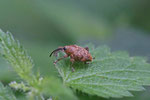 Eichelbohrer, Curculio glandium