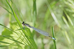 Hufeisen-Azurjungfer, Coenagrion puella