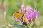 Braunkolbiger Braun-Dickkopffalter, männl., Thymelicus sylvestris