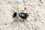 Rinderfliege, männl., Mesembrina meridiana