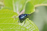 Rebenstecher, Byctiscus betulae