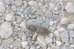 Schnellkäfer, Agriotes obscurus