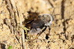 Weidensandbiene, Andrena vaga, styloptisiert