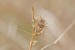 Zahnbindenzünsler, Cynaeda dentalis