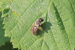 Sandbiene, Andrena cf. flavipes