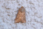 Lehmfarbige Graswurzeleule, Luperina testacea