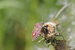 Beerenwanze, Dolycoris baccarum