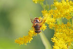 Mistbiene, männl., Eristalis tenax