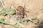 Feld-Sandlaufkäfer, Cicindela campestris