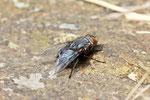 Blaue Schmeißfliege, weibl., Calliphora vicina