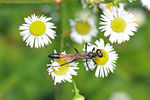 Gemeine Sandwespe, Ammophila sabulosa