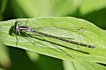 Hufeisen-Azurjungfer, weibl., Coenagrion puella