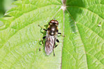 Langbauch-Schwebfliege, Xylota jakutorum