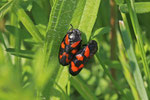 Gemeine Blutzikade, Cercopis vulnerata