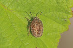 Beerenwanze, Larve, Dolycoris baccarum