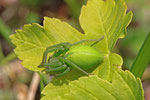 Grüne Huschspinne, weibl.,  Micrommata virescens